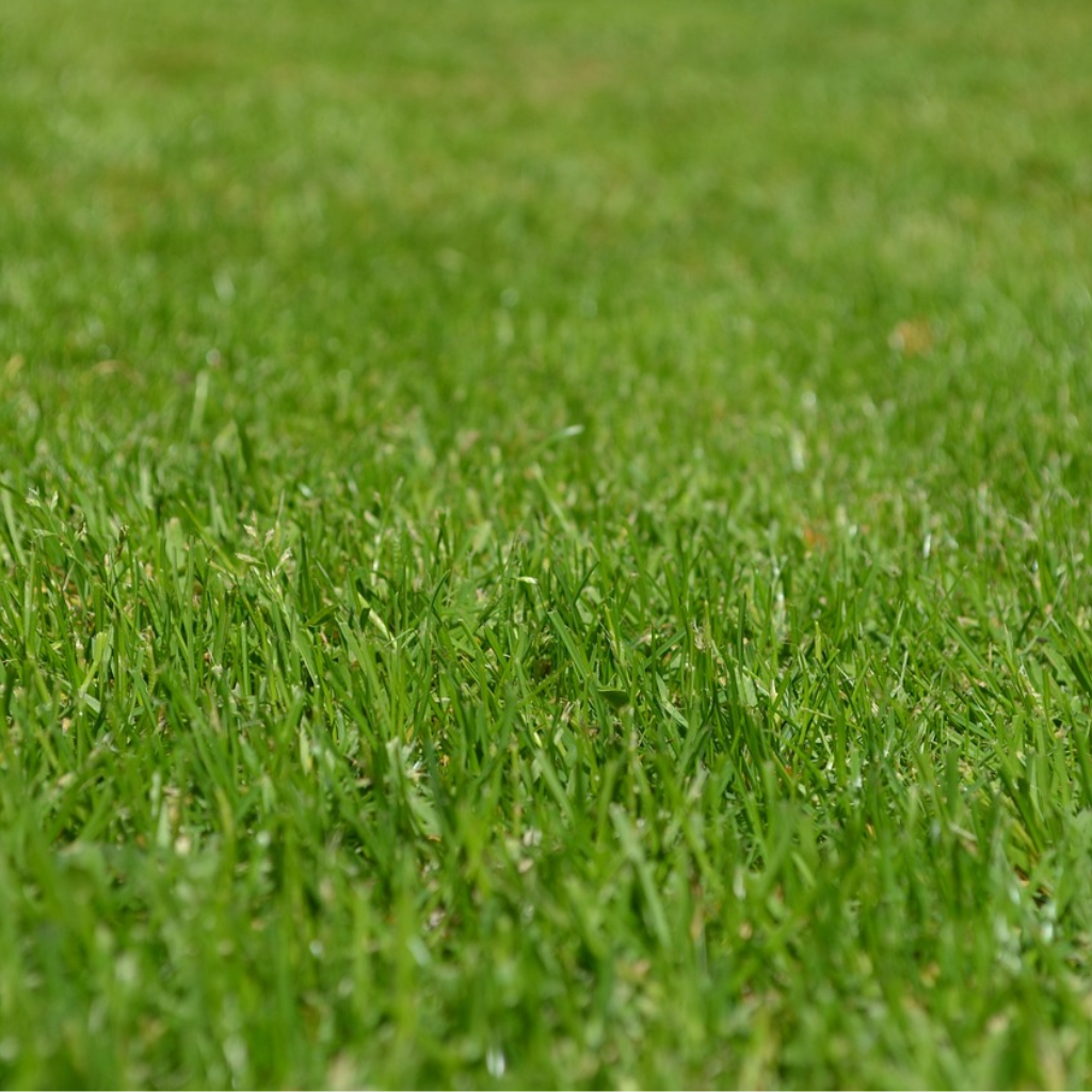 Lawn Care