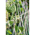 Garden Pea & Bean Net